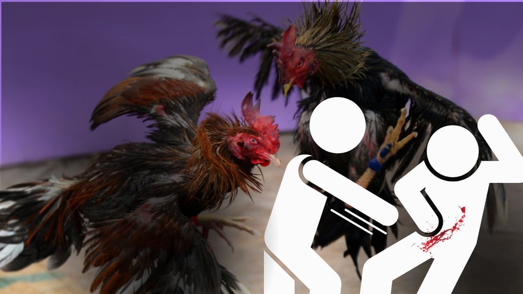 Gallo de pelea mata a un hombre con su navaja; el animal saltó inesperadamente en el evento