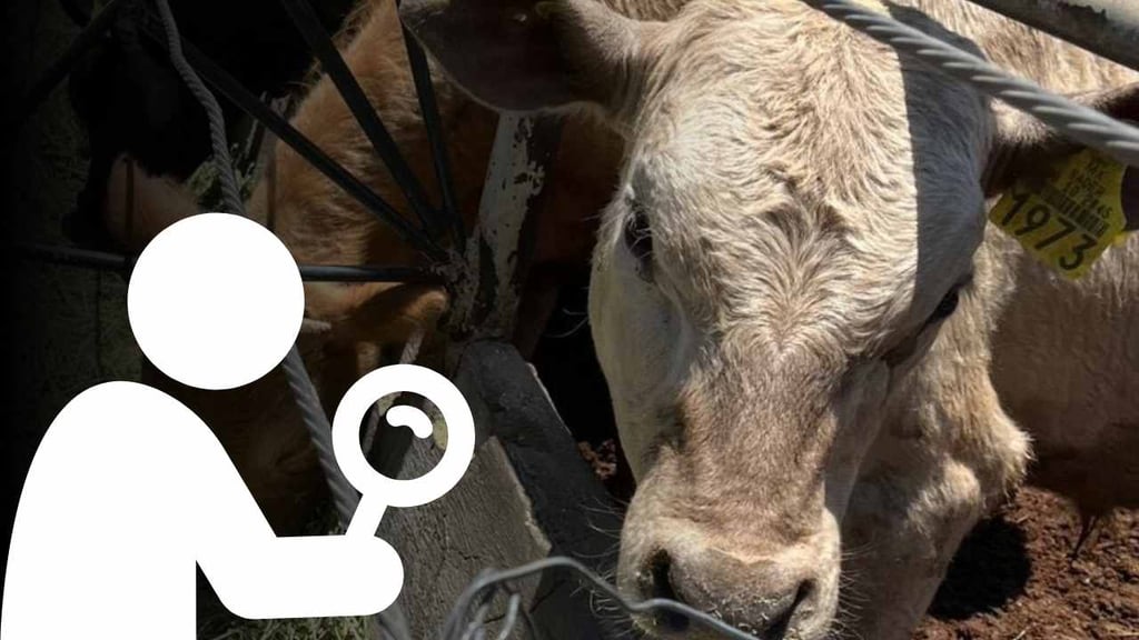 Gusano barrenador: autoridades federales advierten que pondrán 'en cintura' a engordadores