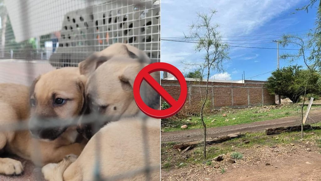 En Durango no se aplican leyes de cuidado ambiental ni protección animal: ambientalista