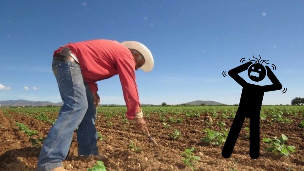 Productores de frijol en Durango, con temor por falta de lluvias