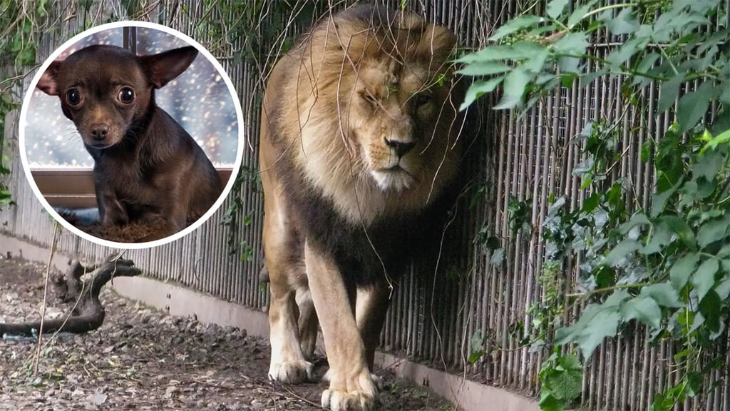 Zoológico pide donar mascotas vivas para ser sacrificadas como alimento para otros animales