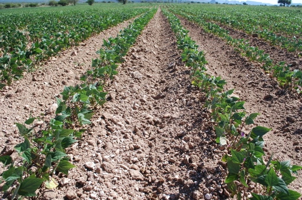 Situación. Los sembradíos de frijol están secos, ya que desde hace tres semanas no llueve y los cultivos necesitan las precipitaciones en estos momentos.