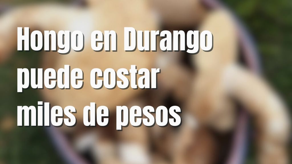 Este hongo puede llegar a costar hasta 40mil pesos mexicanos y se encuentra en Durango