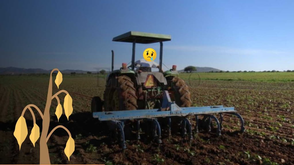 Productores están dejando de sembrar en Durango