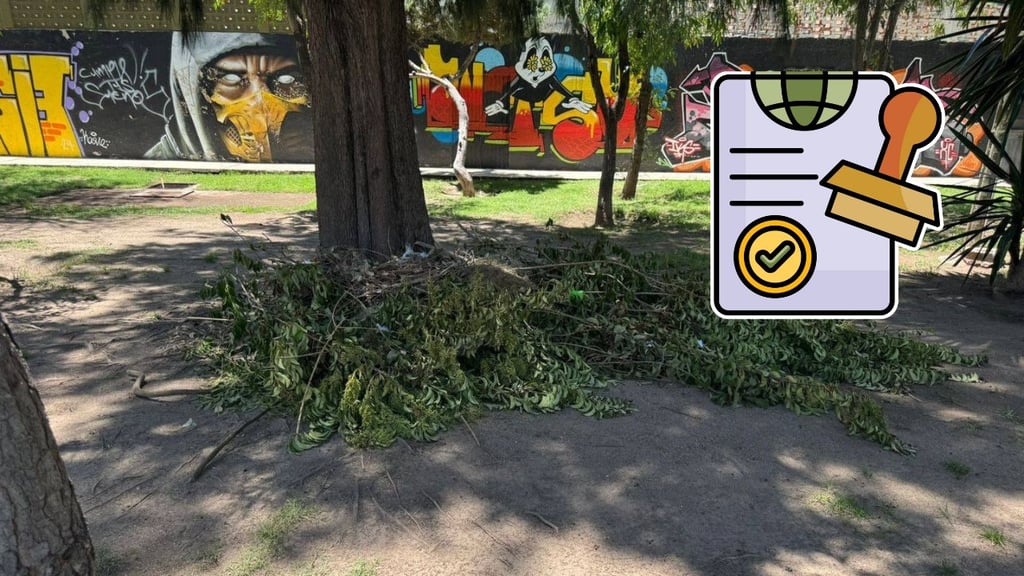 En Durango, podar o retirar un árbol requiere permiso: así puedes tramitarlo