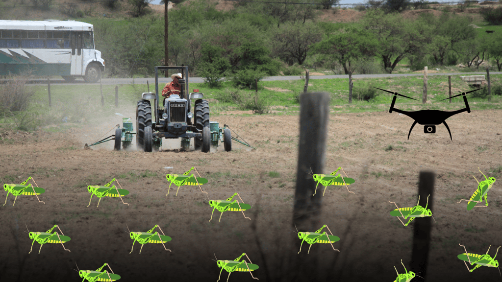 Plaga de chapulín no cede en Durango; 70% de los cultivos la padece