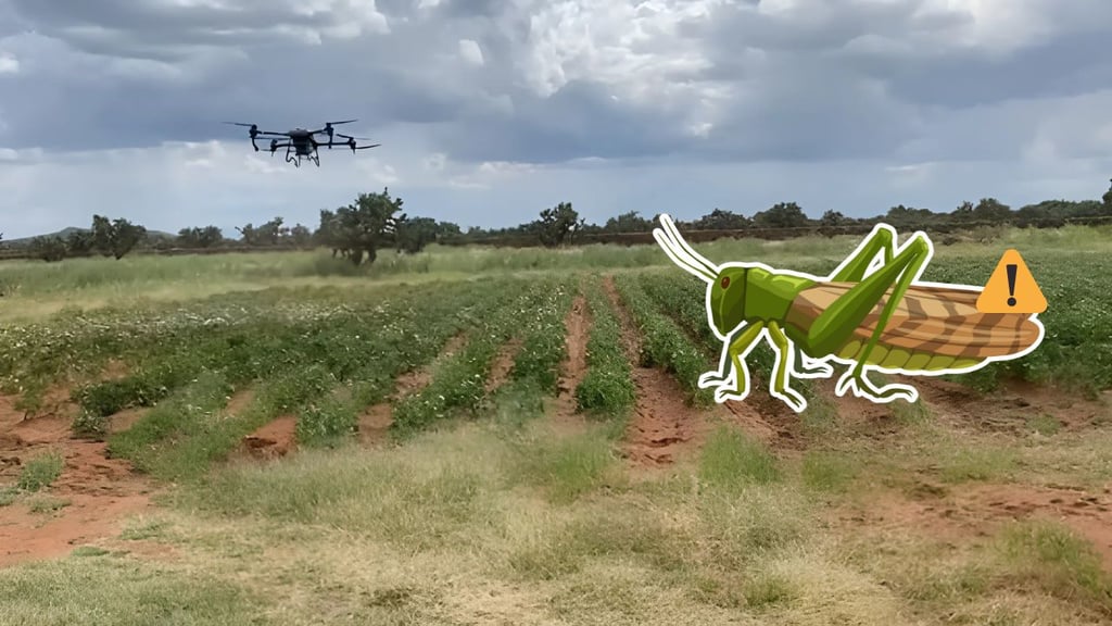 Plaga de chapulín 'pega' a por lo menos el 30% de los cultivos de Canatlán