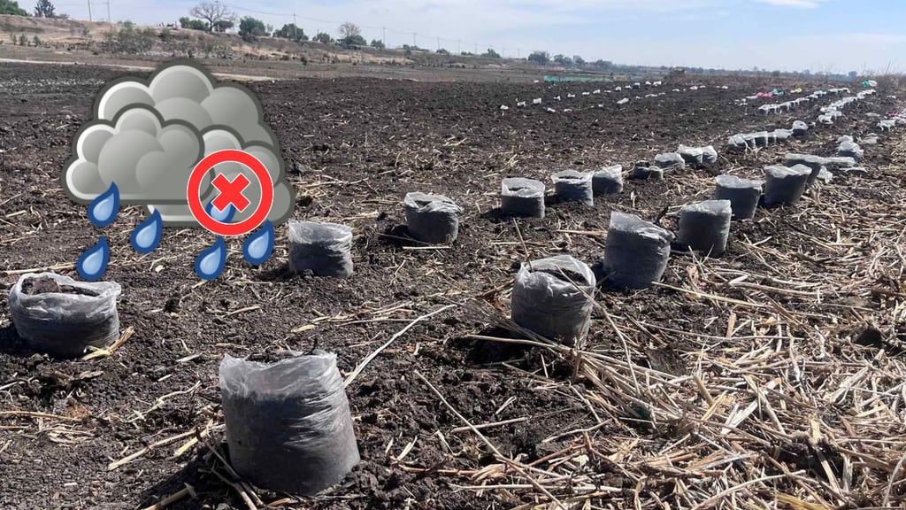 Sin pronóstico de lluvias, la zona frijolera de Durango para este fin de semana