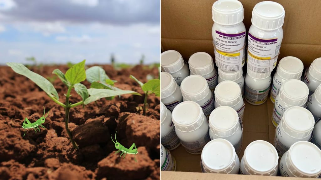 Entregarán insecticida contra plaga de chapulín en Durango: así puedes solicitarlo