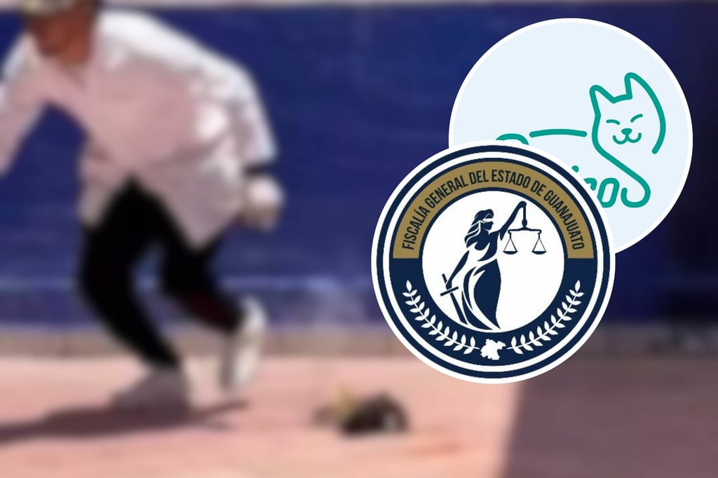 Investigan a estudiantes por hacer explotar a un gato con pirotecnia