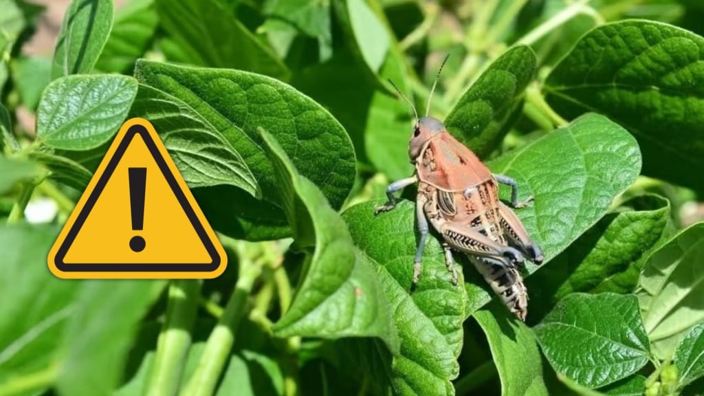 Sigue creciendo la plaga de chapulín en Durango; van 6 mil 200 hectáreas dañadas