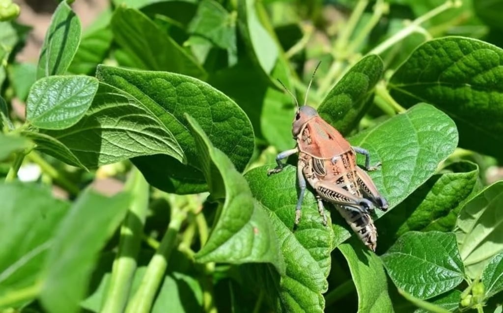 Chapulín. La plaga sigue avanzando en los sembradíos de varios municipios, pero se necesita un trabajo más conjunto de productores.