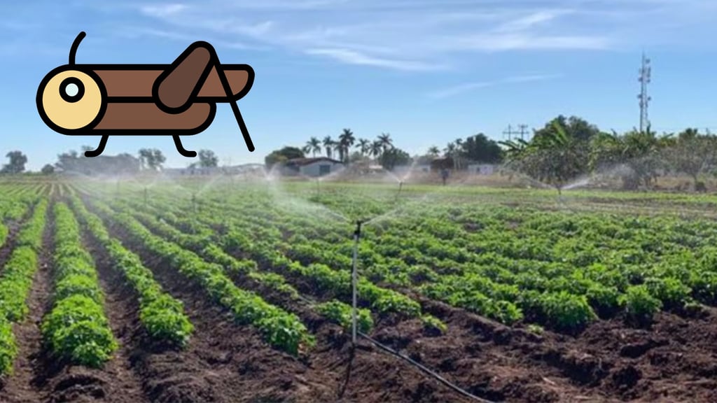 ‘Son más las plagas que se deben prevenir en Durango, no solo el chapulín’: SADER