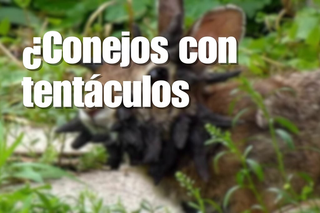 ¿Conejos con tentáculos han sido vistos en EUA? Esto es lo que sabemos