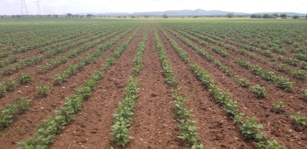 Siembras. Esta semana que termina llovió lo suficiente para darle respiro a la zozobra de los frijoleros.