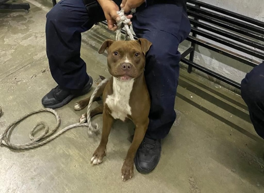 Esfuerzo. El canino fue localizadop y entregado a sus dueños con total éxito.