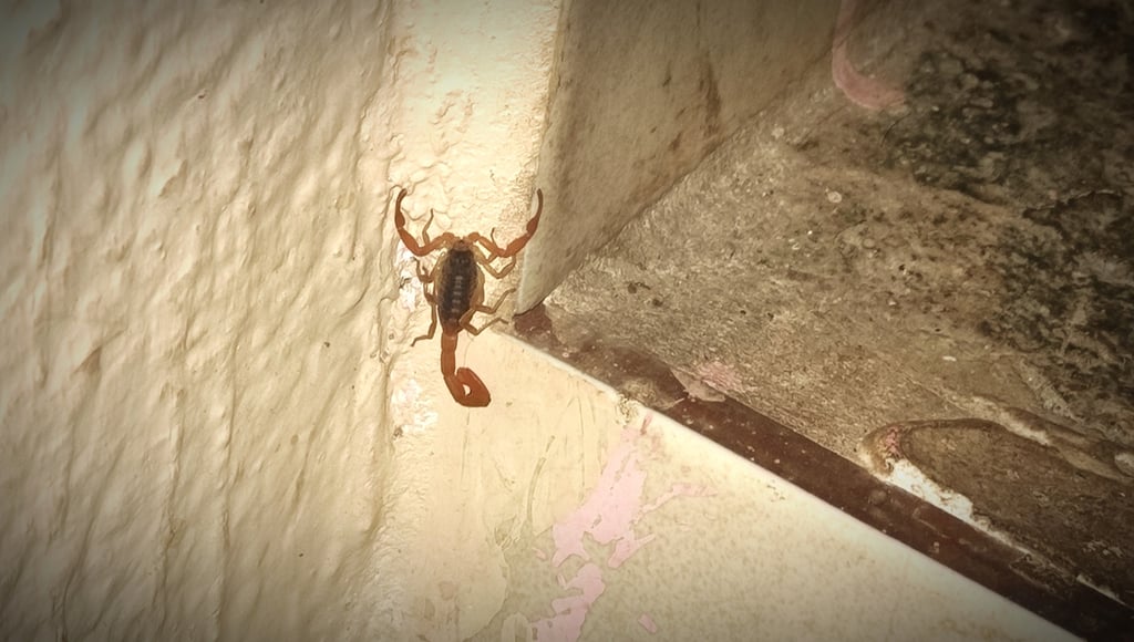 Picados. Durango, Mezquital y Poanas tienen mayor índice de personas picadas por alacrán.