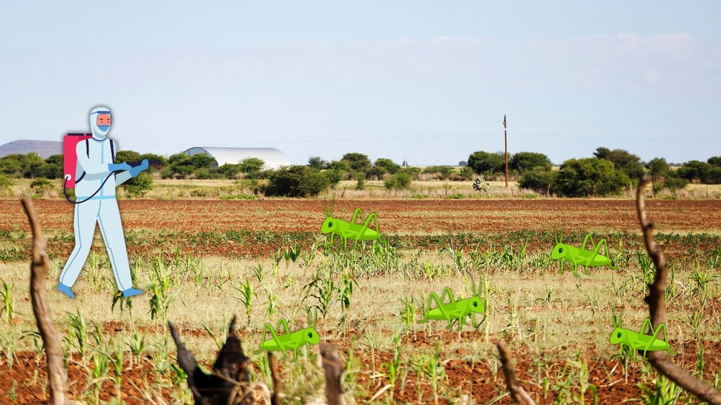 Plaga de chapulín en Durango se resiste a fumigaciones y sigue dañando cultivos de frijol