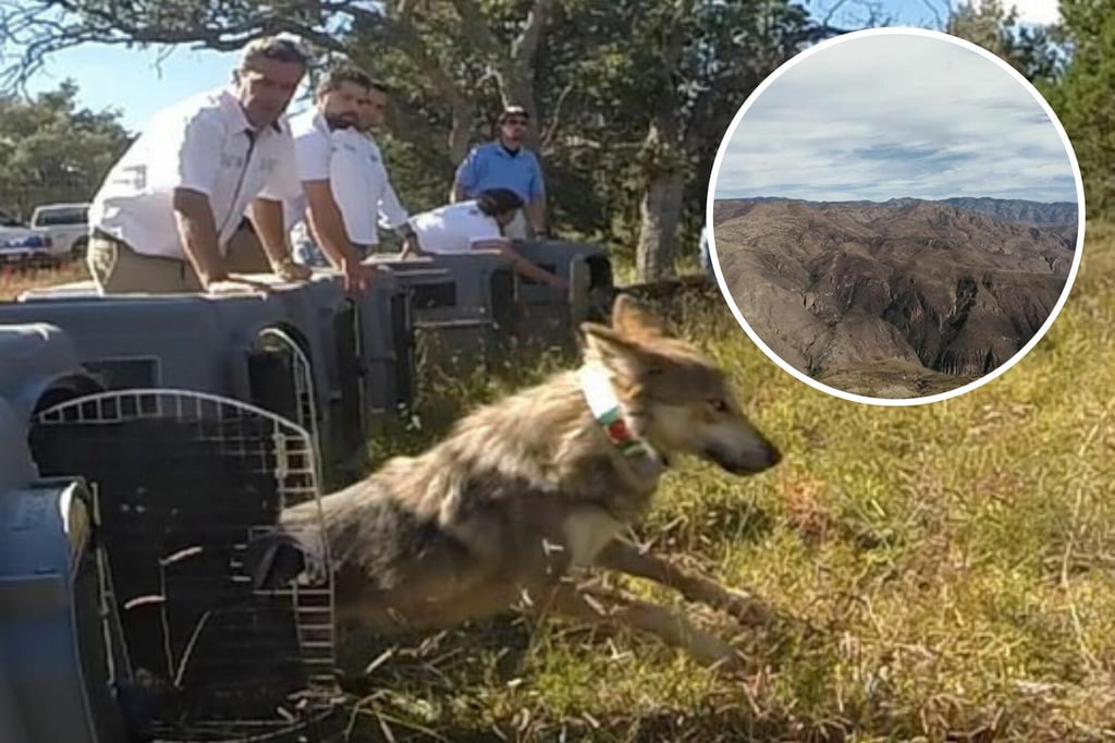 Durango recibirá ejemplares de lobo gris mexicano para su conservación