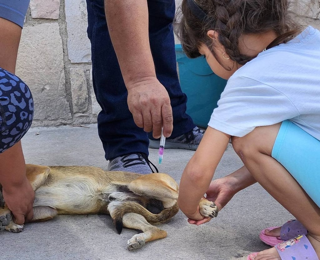 Situación. Este año, como sucedió el pasado, la Secretaría de Salud local podría no aplicar la campaña de vacunación masiva contra la rabia para mascotas, pues no hay biológicos.