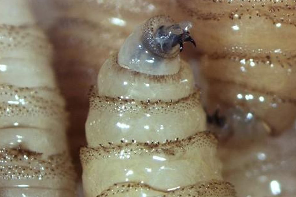 Alerta. El primer contagio de humanos en EUA por una persona que viajó a Guatemala preocupa a todos.