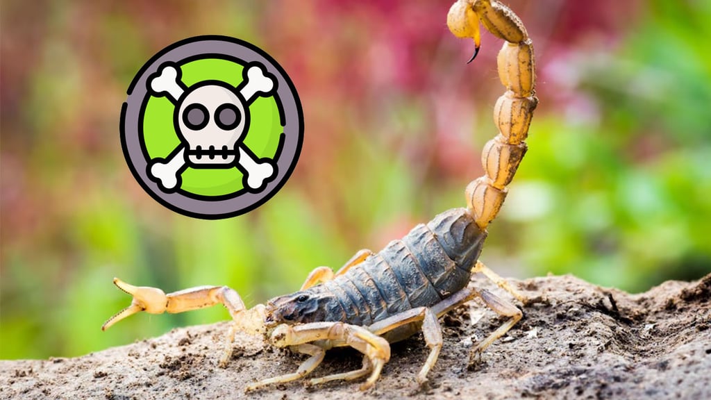 Crecen 9.6% los casos de intoxicación por picadura de alacrán en Durango