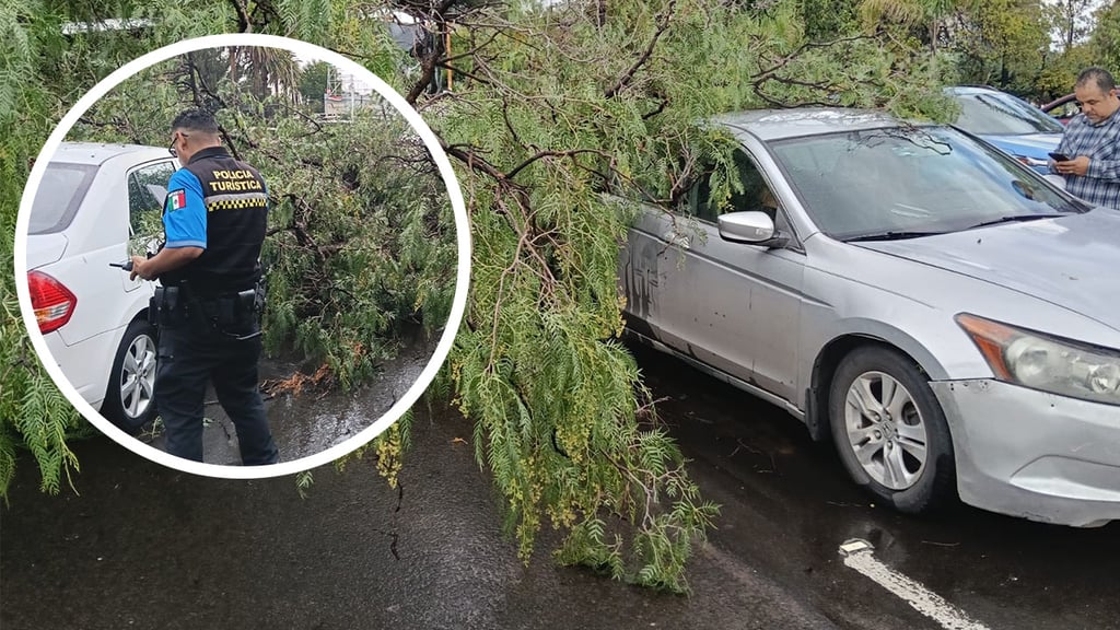 Cae árbol sobre autos en Dolores del Río y provoca caos vial en Durango