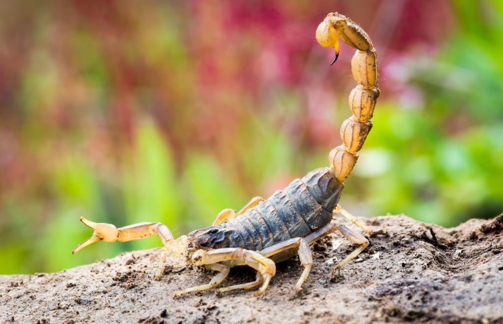Expectativa. Las cifras indican que este año podría elevarse el número de personas que fueron picadas por un alacrán y que requirieron que se les aplicara el suero antialacránico.