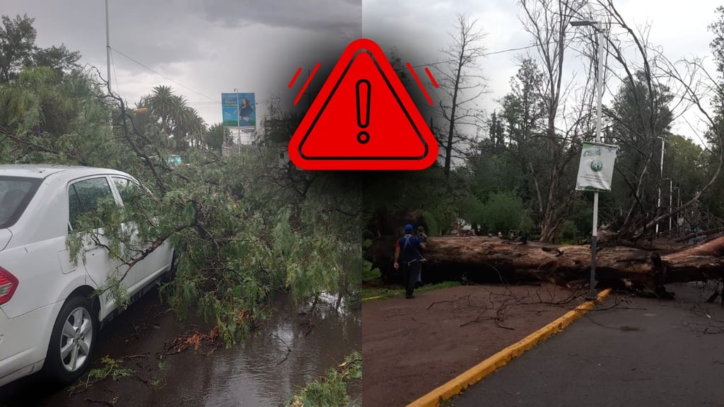 Lluvia de este 26 de agosto derribó 6 árboles en Durango capital