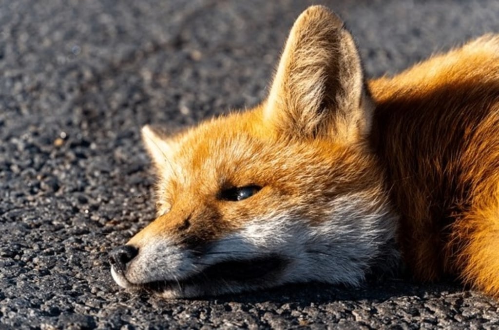 El llamado es a evitar acercarse a los animales silvestres heridos en carretera, por el caso de rabia.