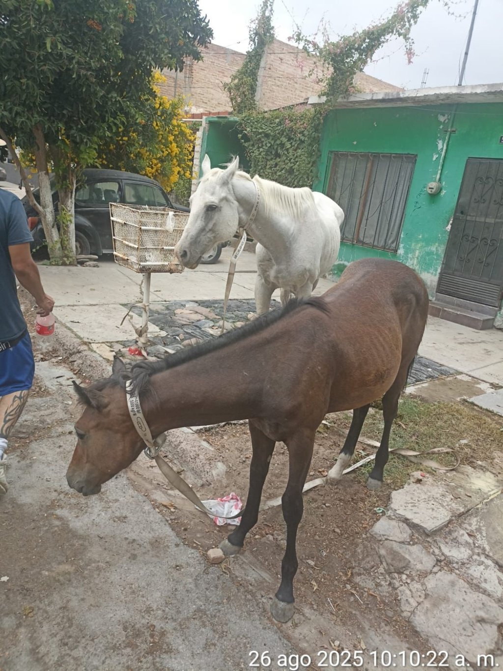 Condiciones. Ambos se encontraban en buen estado de salud, aunque se veían desorientados y desnutridos.