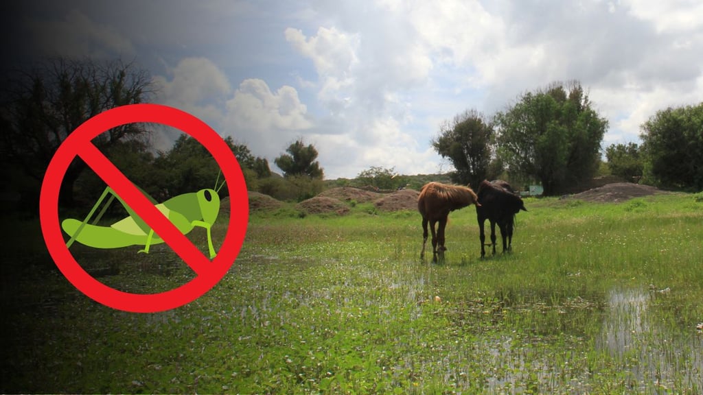 Plaga de chapulín en Durango ya fue superada: SADER