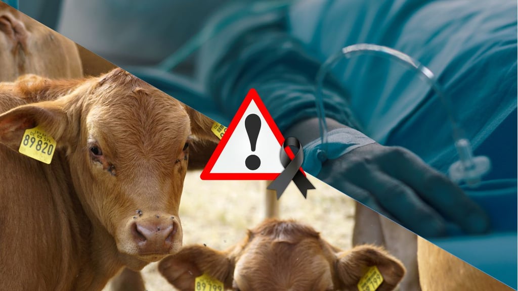 Hombre muere por rabia en Colima; autoridades confirman que origen del contagio fue una vaca