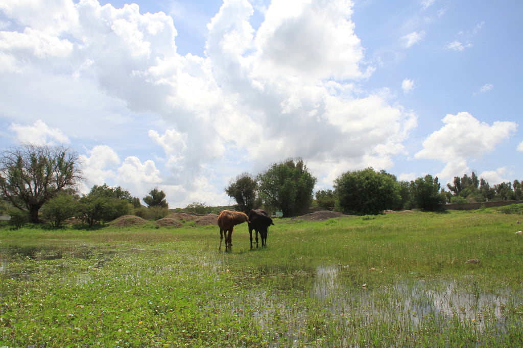 Precipitaciones. Las lluvias para el campo han beneficiado al ciclo agrícola de maíz y frijol, pero también abre la posibilidad para el cultivo de forraje.