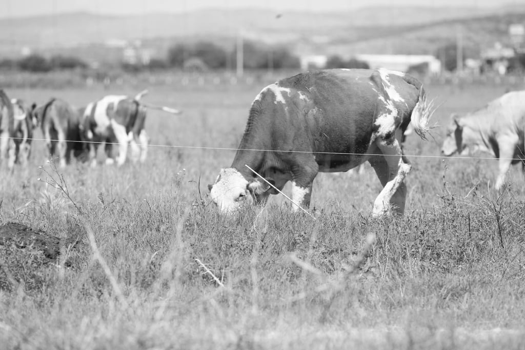Cierra. Para los ganaderos de la entidad se han generado perdidas por el cierre de frontera para la exportación de ganado a pie.