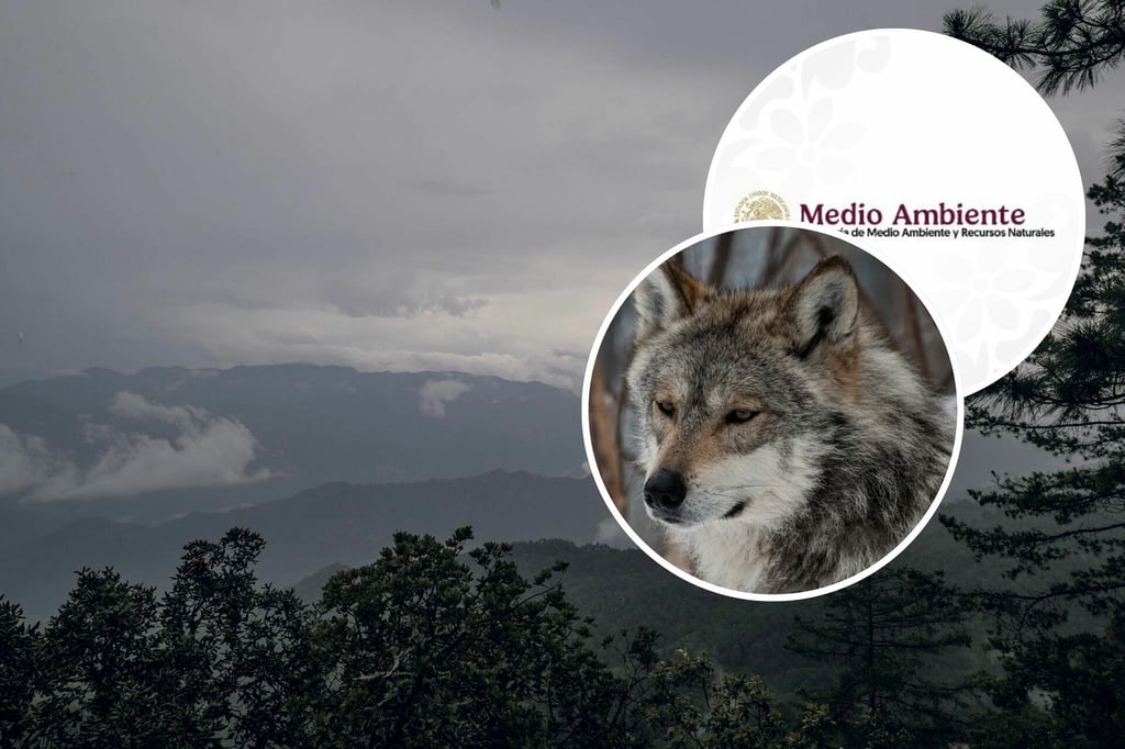 Por definir, zonas de liberación de lobo gris mexicano en la sierra de Durango