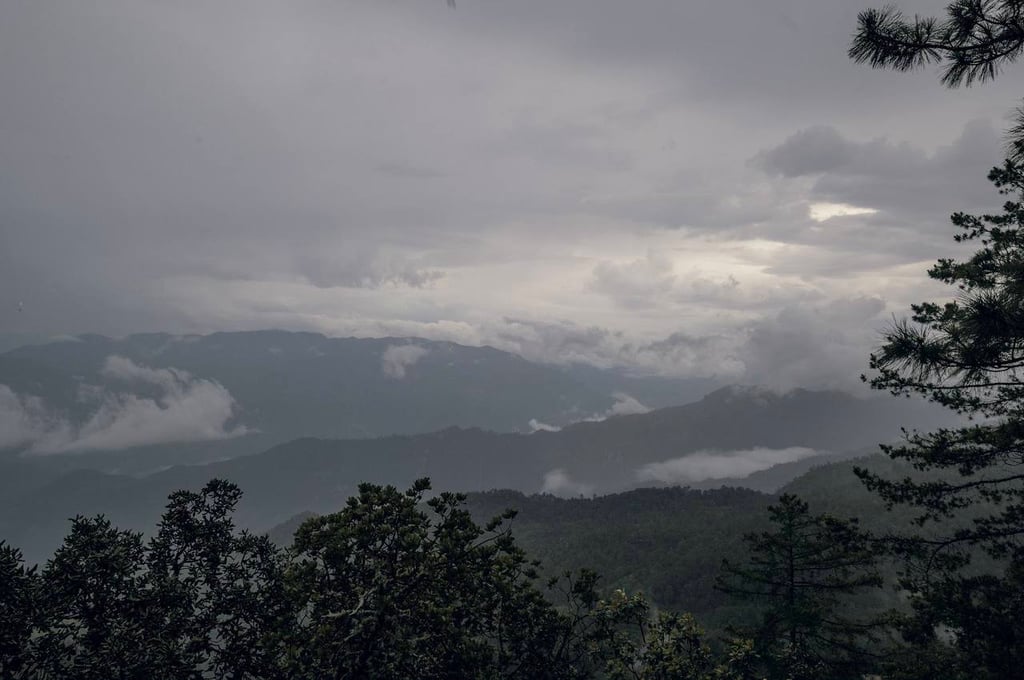 Condiciones. Investigador especializado detectó que Durango tiene el ecosistema ideal para el desarollo de lobos en libertad, iniciando en invierno para su mejor adaptabilidad.