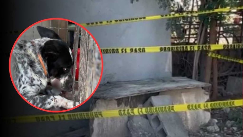 Bebé de seis meses muere frente a su hermanito, al ser atacado por dos perros