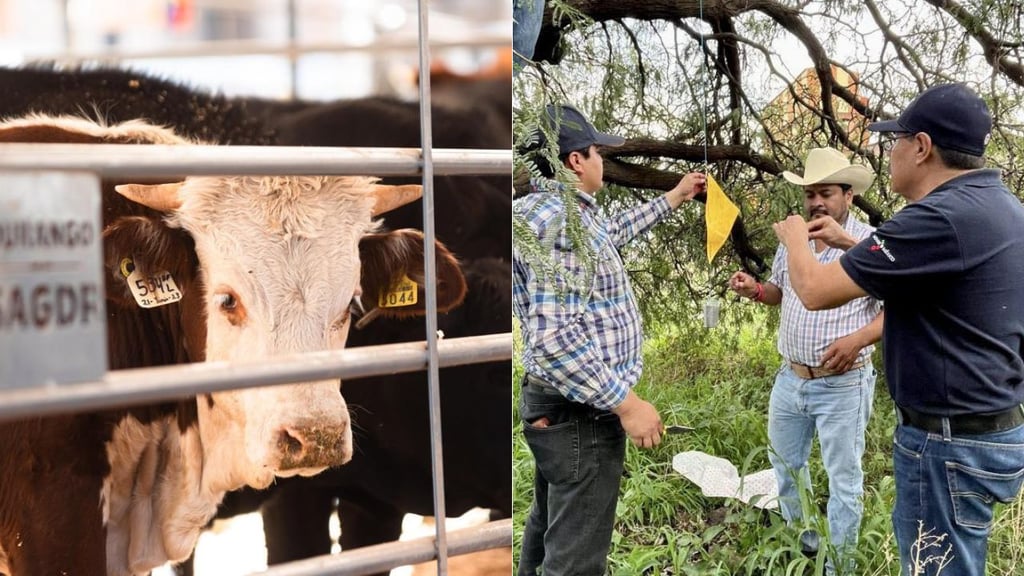 USDA visitará engordas de Durango, Coahuila y Chihuahua, ¿cuándo?, esto sabemos
