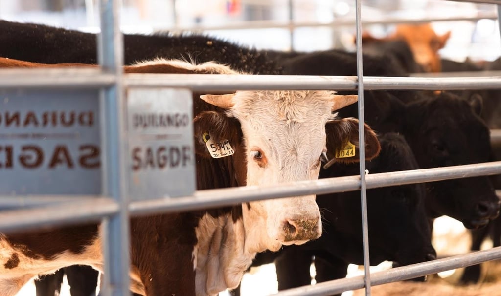 Revisiones. Van a inspeccionar las engordas autorizadas y los trabajos realizados contra el gusano barrenador.