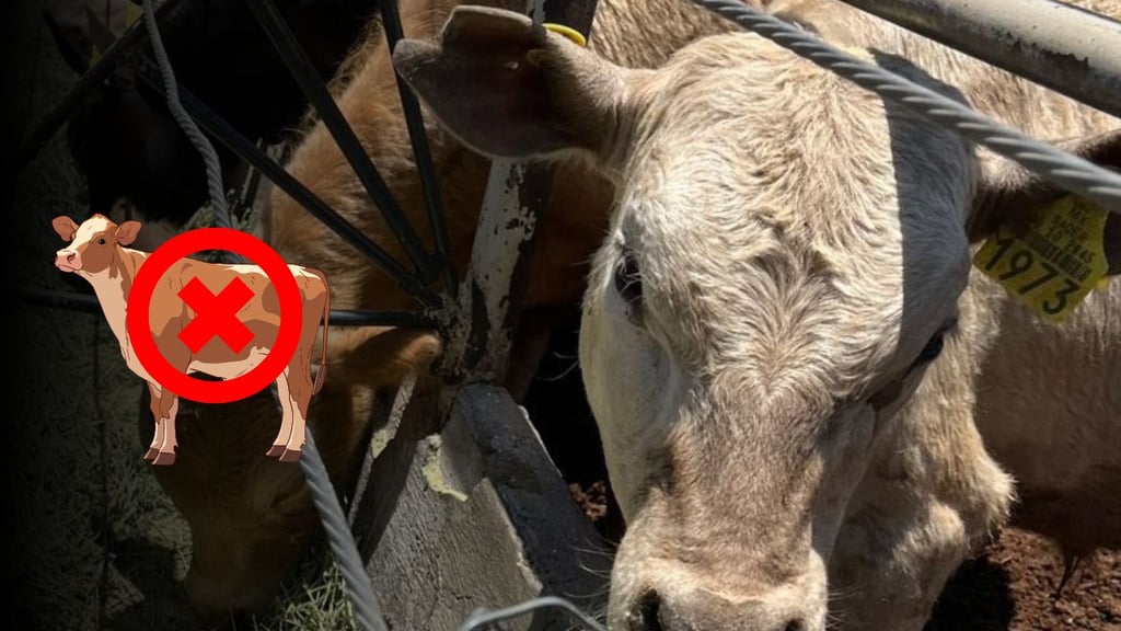 UGRD: ingreso de ganado de países del sur a México, ya no será posible