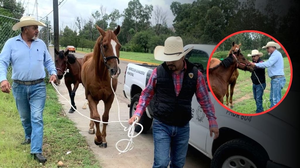 Resguardan caballos sueltos en vía pública de Durango, para evitar accidentes