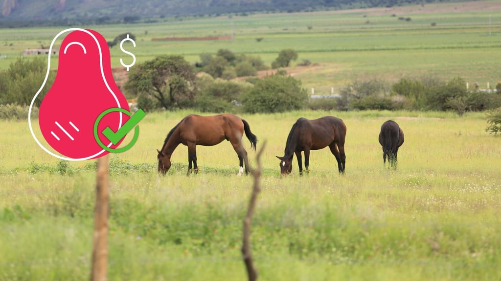 Venta de carne de caballo es legal en Durango, si proviene de rastro acreditado: Coprised