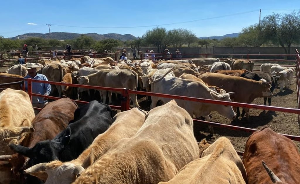 Revisiones. Personal del USDA está haciedo recorridos por corrales ganaderos.