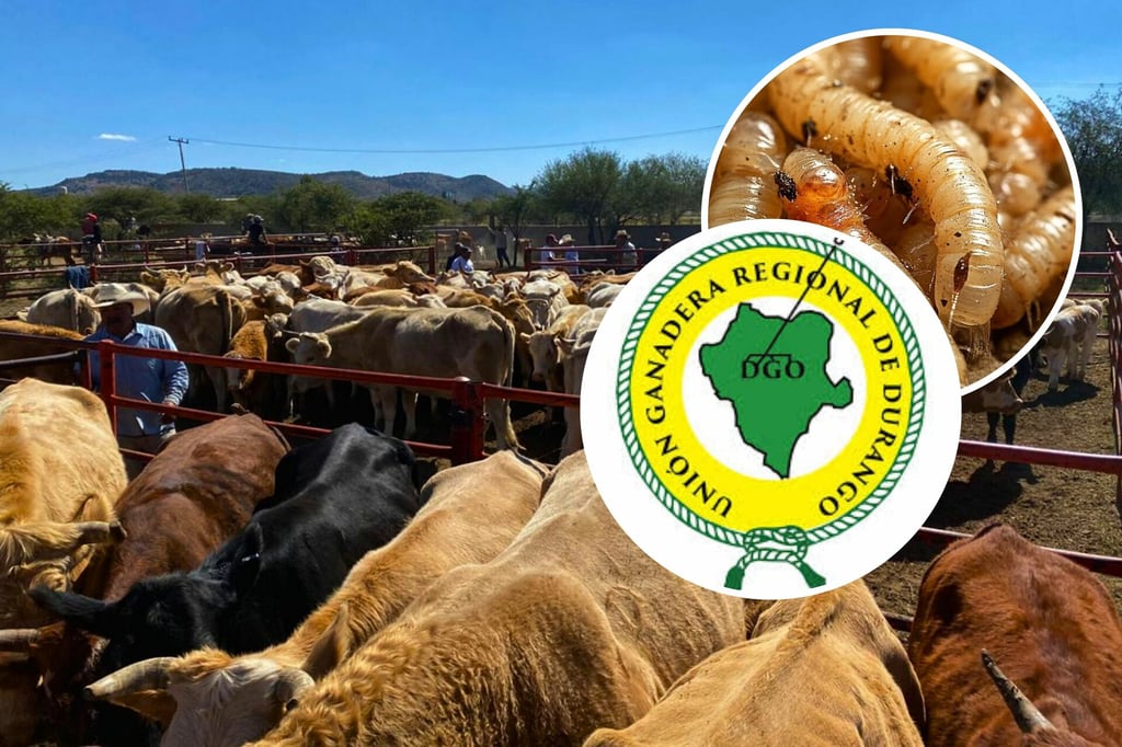 En 10 meses, México ha logrado contener la plaga del gusano barrenador: UGRD