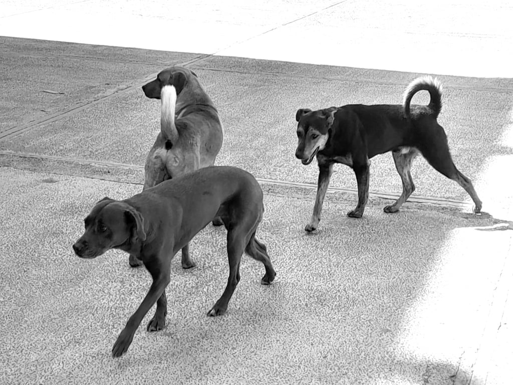 Sector. Los perros callejeros son los 'seres sintientes' con mayor grado de abandono.