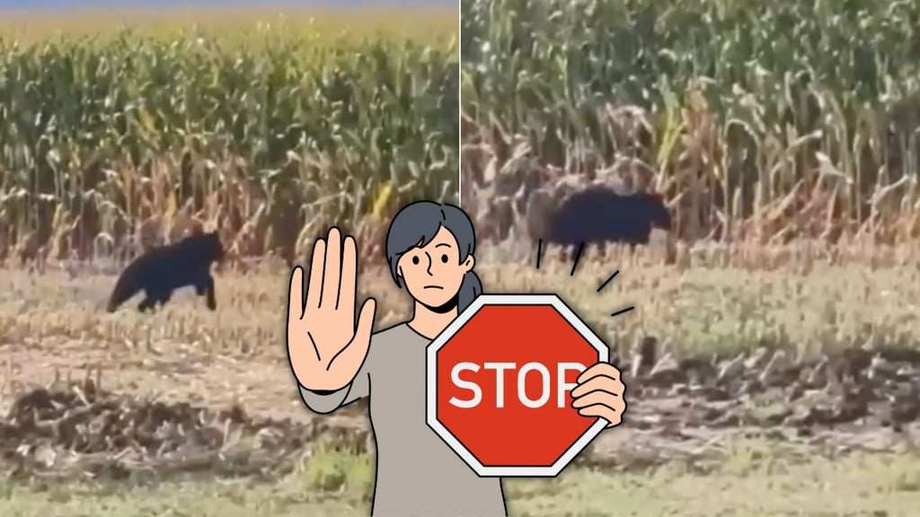 Avistamiento de oso en Durango: ¿qué tan peligroso puede ser cruzarse con él?