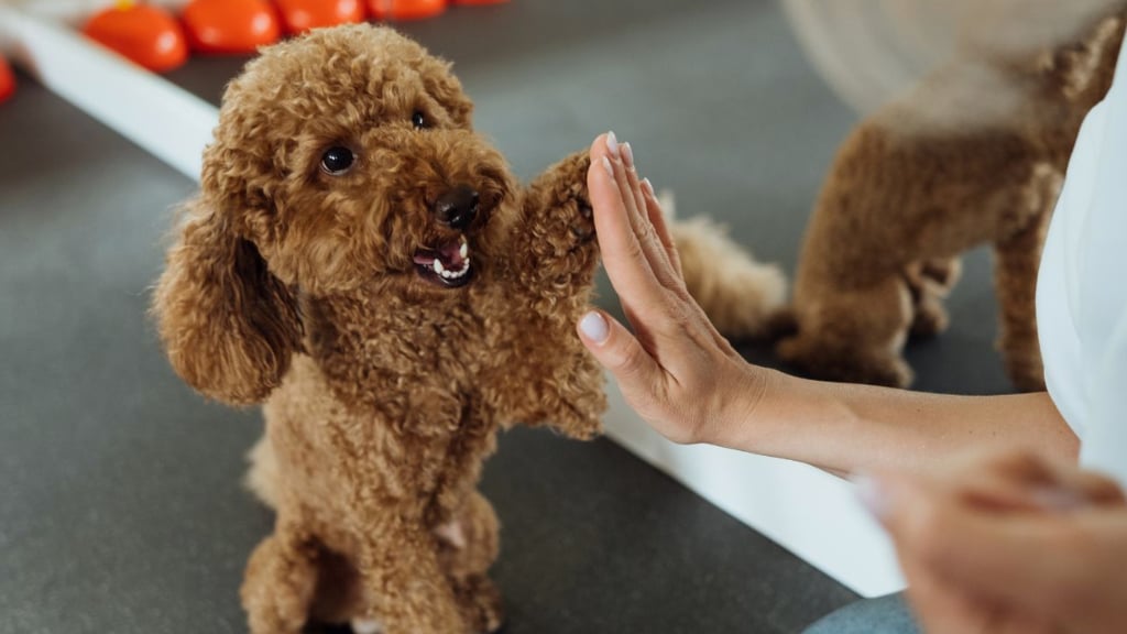 Expertos en perros revelan lo que debes hacer con tu mascota al llegar a la casa
