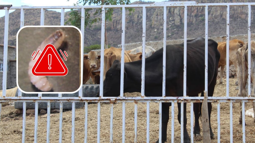 Gusano Barrenador: Reportan primer caso en el norte de México; Durango se mantiene en vigilancia