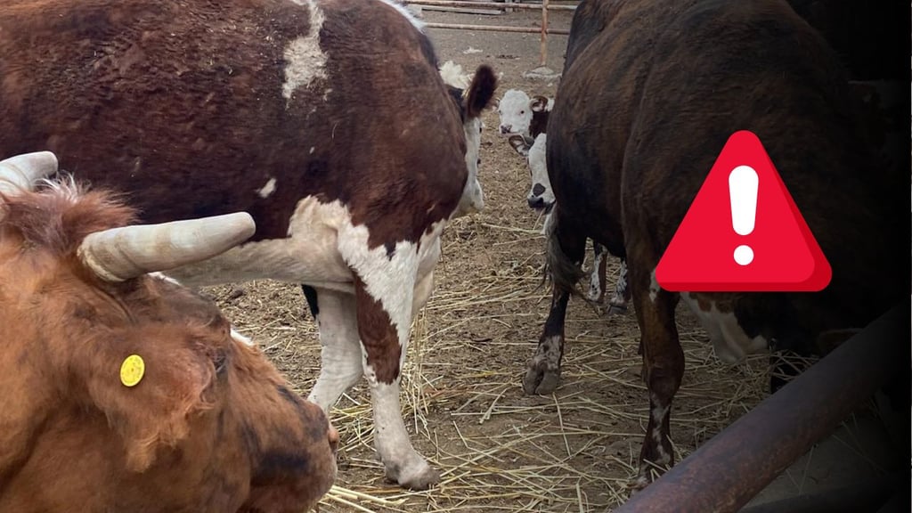 Nuevo caso de gusano barrenador, prende alarmas: UGRD